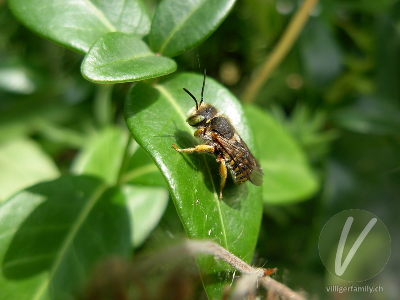 Kleine Harzbiene: Übersicht